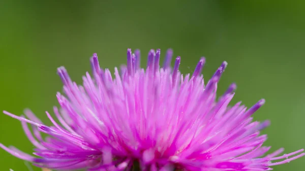ピンクの花の詳細 — ストック写真
