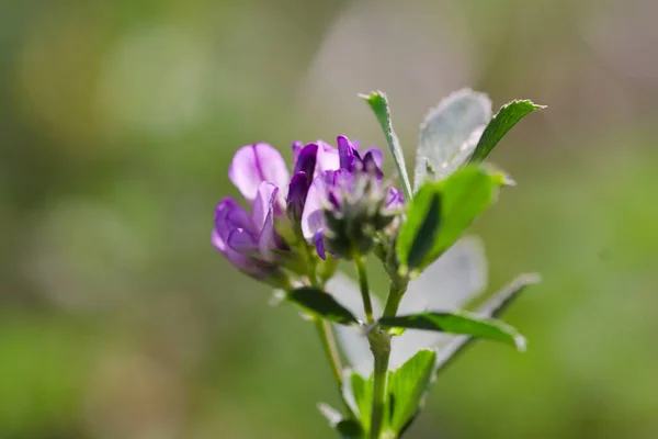 Çiçek açan mor çiçek..
