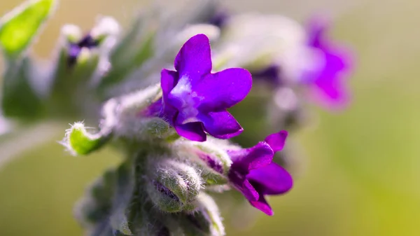 Küçük mor çayır çiçeği.