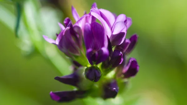 Bir çayır mor çiçeğinin ayrıntıları.