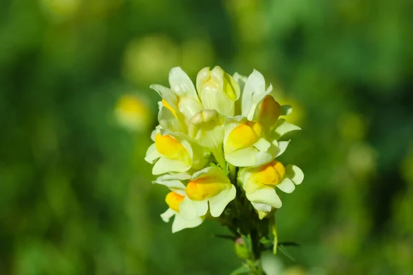 Yellow Flower Green Field — Stock Photo, Image