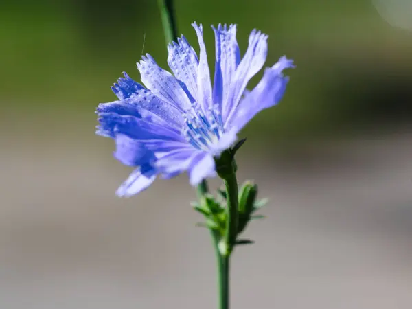 Fiore Prato Blu Città — Foto Stock