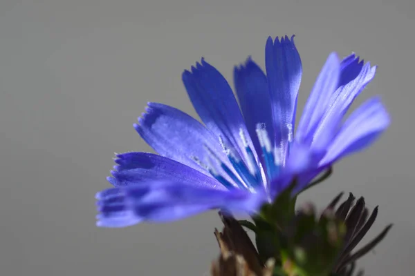 Fleur Bleue Sur Fond Gris — Photo