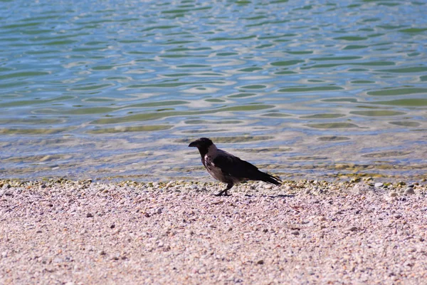 Corbeau Bord Lac Dans Ville — Photo