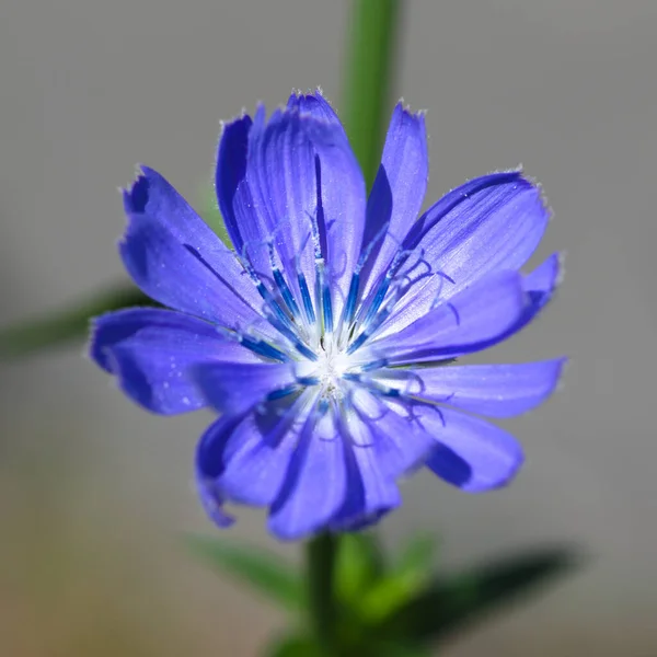 Piccolo Fiore Prato Blu — Foto Stock