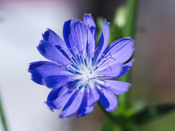 青い草原の花のクローズアップ — ストック写真