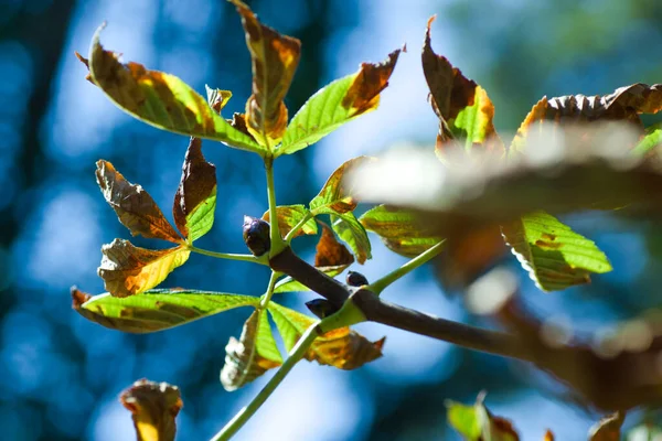 Sonbaharda kestane yaprakları.