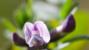 Çayırdaki mor çiçekler.