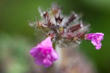 Çayırda pembe çiçekler.