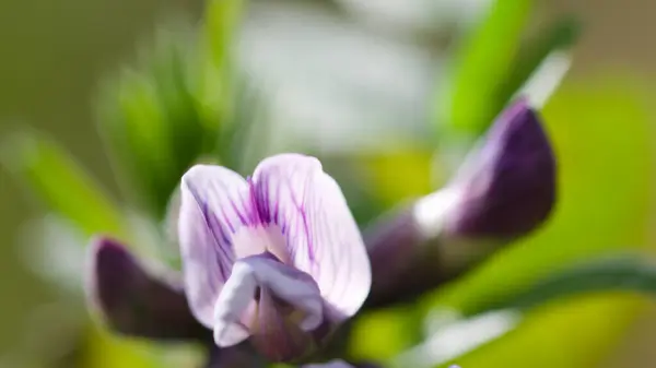 Çayırdaki mor çiçekler.