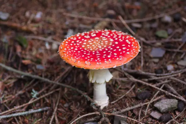 Ormanda kırmızı mantar..