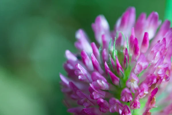 Yeşil arka planda Yonca Çiçeği.