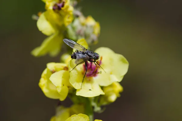 Sarı çiçekli böcekler..