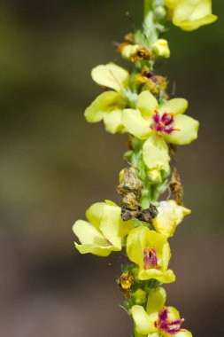 Çayır portresindeki sarı çiçek..