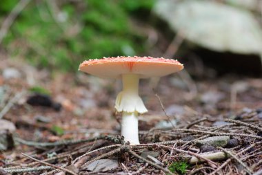 Ormanda kırmızı mantar..