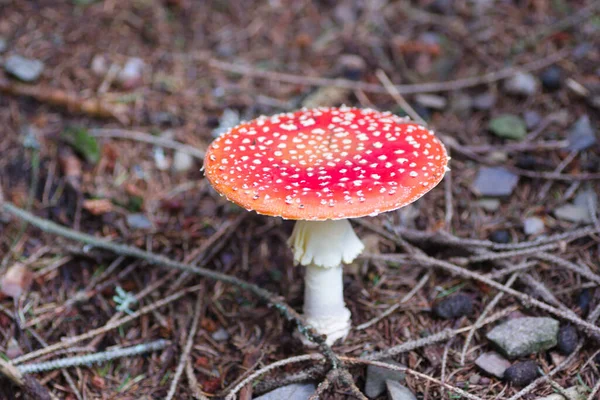 Ormanda kırmızı mantar..