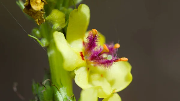 Sarı çiçeğe yakın çekim.