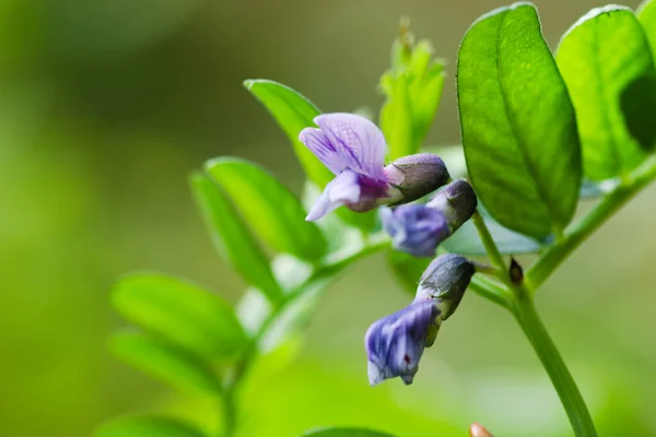 Çayırdaki çayır bitkisi.