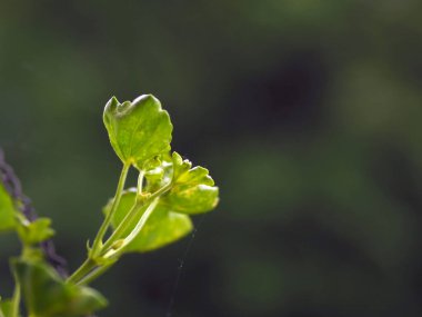 Bahar yaprağı ve zinciri güçlü bokeh ile