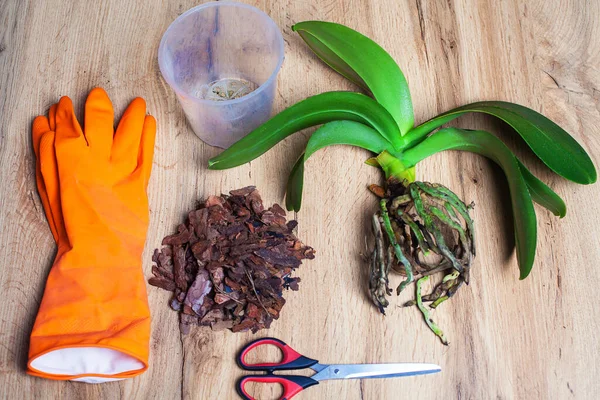 Kuraklığa dayanıklı kapalı alan bitkisi orkidesi. Evde orkide nakli. Orkide nakli için hazırlanan bir orkide, orkideler için toprağın yanındaki ahşap bir masada yatar. Masanın üzerinde makas, lastik eldiven, orkideler için astar, şeffaf plastikler var.