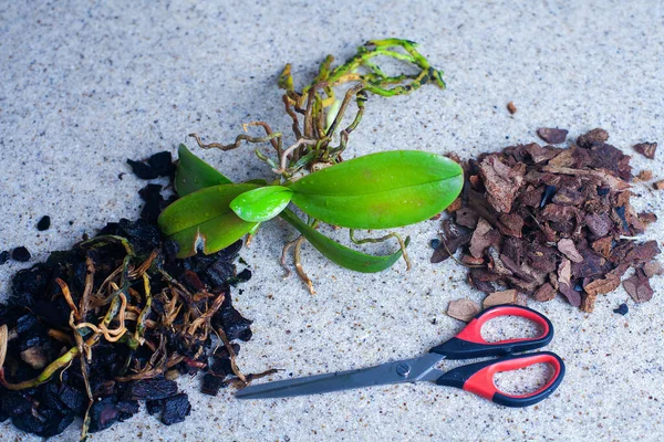 Kuraklığa dayanıklı kapalı alan bitkisi orkidesi. Evde orkide nakli. Orkide nakli için hazırlanan bir orkide, orkideler için toprağın yanındaki mutfaktaki taş tezgahın üzerinde yatar. Masanın üzerinde makas, lastik eldiven ve orchi astarı var.