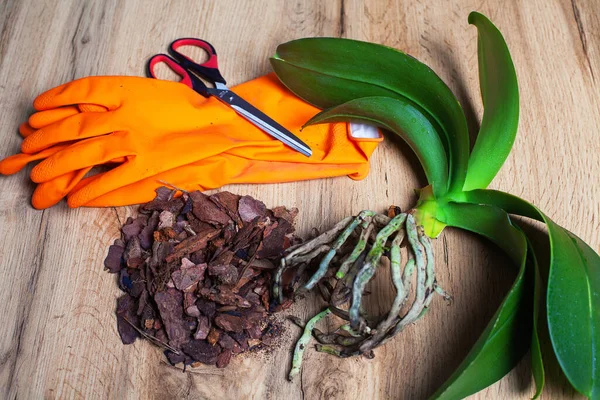 Kuraklığa dayanıklı kapalı alan bitkisi orkidesi. Evde orkide nakli. Orkide nakli için hazırlanan bir orkide, orkideler için toprağın yanındaki ahşap bir masada yatar. Masanın üzerinde makas, lastik eldiven, orkideler için astar, şeffaf plastikler var.
