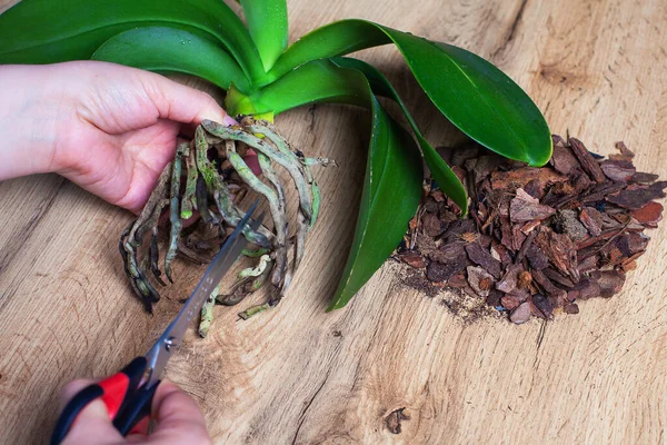 Kuraklığa dayanıklı kapalı alan bitkisi orkidesi. Evde orkide nakli. Makasla kadın eli, hasarlı hava köklerini keser. Ev bitkisi nakline hazırlanıyorum. Bitki nakli kavramı