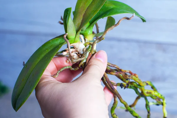 Kadın eli, organ nakli için çiçekleri olmayan bir orkide çiçeği tutuyor. Mavi-gri duvar arka planında orkide yaprakları ve kökler yakın plan
