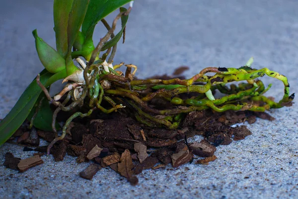 Çiçeksiz, güzel yeşil yapraklı ve havadar köklü orkide, nakil için hazır, bahar bitkisi nakli, ev için basit bitkiler, egzotik çiçekler, uzun çiçekli çiçekler.