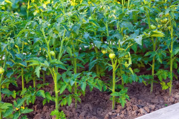 Olgunlaşmış domatesler. Domates bitkisi, taze yeşil domates meyvesi. Domateslerin açık havada yetiştirilmesi