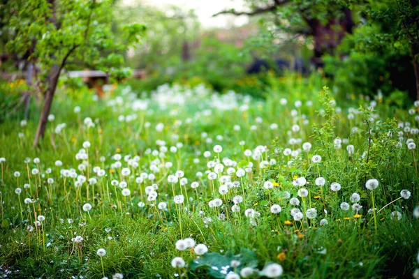 Bahçede beyaz karahindiba topları. Akşam yeşil bahçesinin manzarası. Bahar akşamında güzel bir bahçe