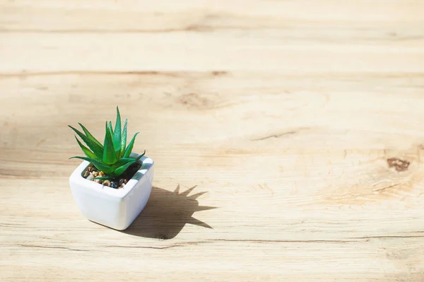 Tahta bir masada seramik kapta suni sulu bitki.