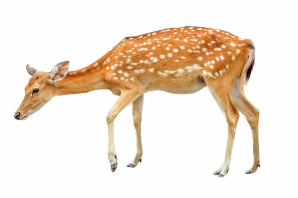 Beyaz arka planda Sika Geyiği, izole. Geyik başını çevirdi ve kameraya baktı.