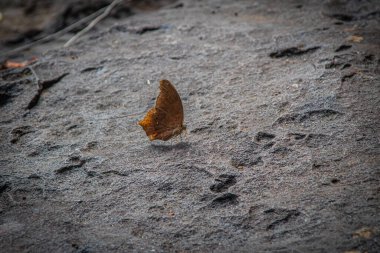 Doğada şelale taşının üzerindeki güzel kelebek, doğada renkli kelebek böceği. Toparlanın..