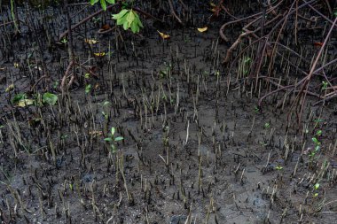 Deniz suyunun üzerinde yetişen mangrov ağacı kökleri. Mangrovlar deniz suyu akıntılarına dayanabilen bitkiler olarak çalışırlar. 
