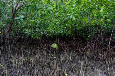 Deniz suyunun üzerinde yetişen mangrov ağacı kökleri. Mangrovlar deniz suyu akıntılarına dayanabilen bitkiler olarak çalışırlar. 