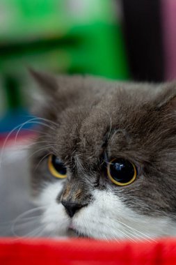 Pers Kedisi Saçından Sonra Kırmızı Kutuda Güzelce Oturuyor, Taze Bakımlı İran Kedisi Kırmızı Kutuda Oturuyor.