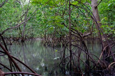 Deniz suyunun üzerinde yetişen mangrov ağacı kökleri. Mangrovlar deniz suyu akıntılarına dayanabilen bitkiler olarak çalışırlar. 