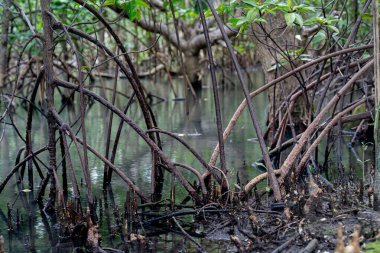 Deniz suyunun üzerinde yetişen mangrov ağacı kökleri. Mangrovlar deniz suyu akıntılarına dayanabilen bitkiler olarak çalışırlar. 