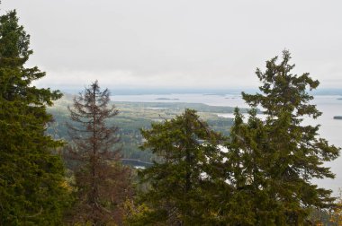 Finlandiya 'nın Kuzey Karelya bölgesinde çam ağaçları
