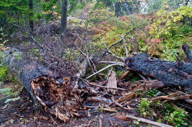 Finlandiya 'nın Kuzey Karelya bölgesindeki Koli Milli Parkı