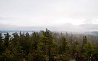 Finlandiya 'nın Kuzey Karelya bölgesindeki çam ormanı