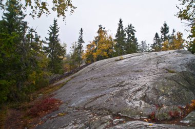 Finlandiya 'nın Kuzey Karelya bölgesindeki çam ormanı
