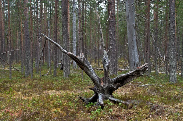 東フィンランドの国立公園内の森 — ストック写真