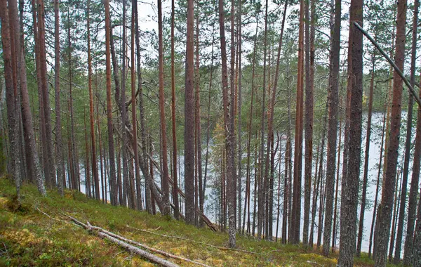 東フィンランドの国立公園内の森 — ストック写真