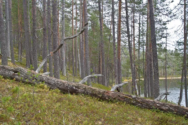 Doğu Finlandiya Ulusal Bir Parkta Orman — Stok fotoğraf