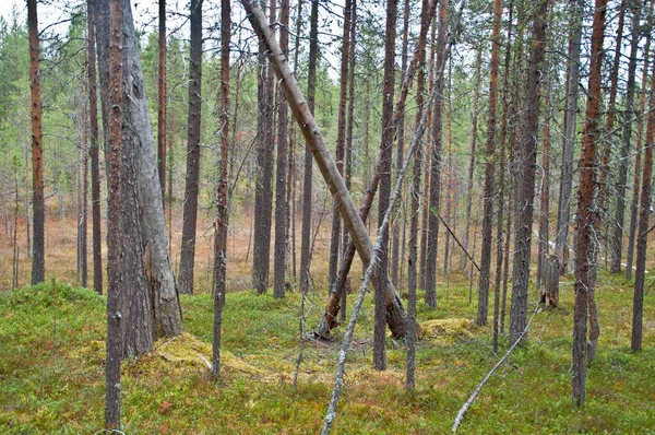 Doğu Finlandiya Ulusal Bir Parkta Orman — Stok fotoğraf