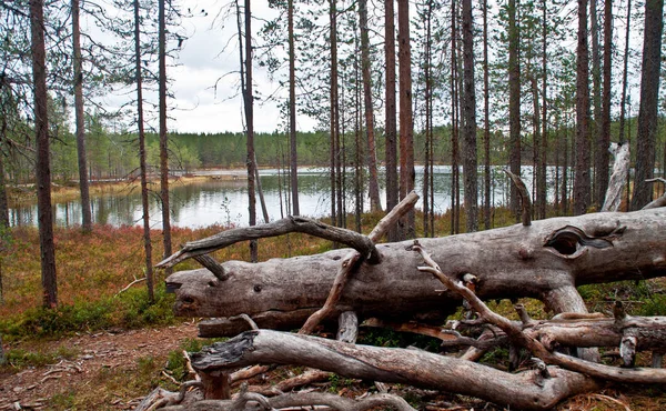 Lake National Park East Finland — Stock Photo, Image