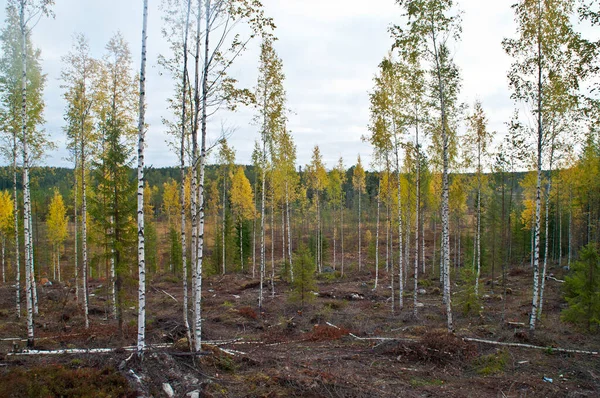 フィンランドのカイヌー地方の自然 — ストック写真