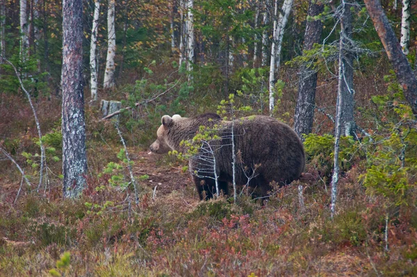 フィンランドのカヌー地方の茶色のクマ — ストック写真